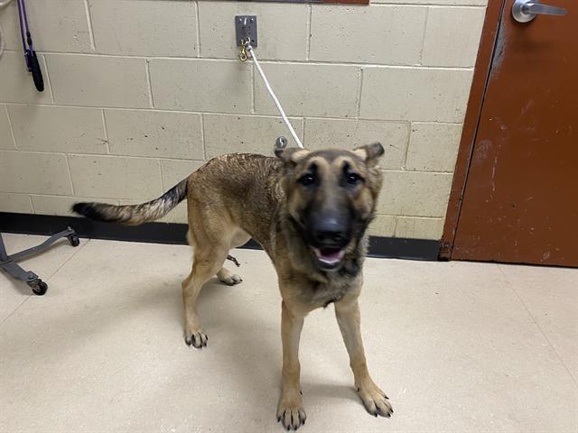 Adoptable Dog