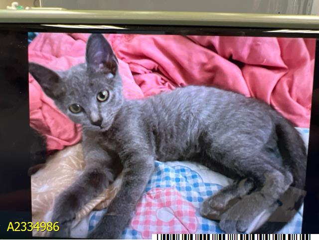 Zimba