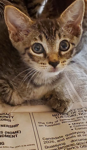 Adoptable Cat