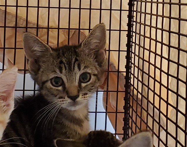 Adoptable Cat