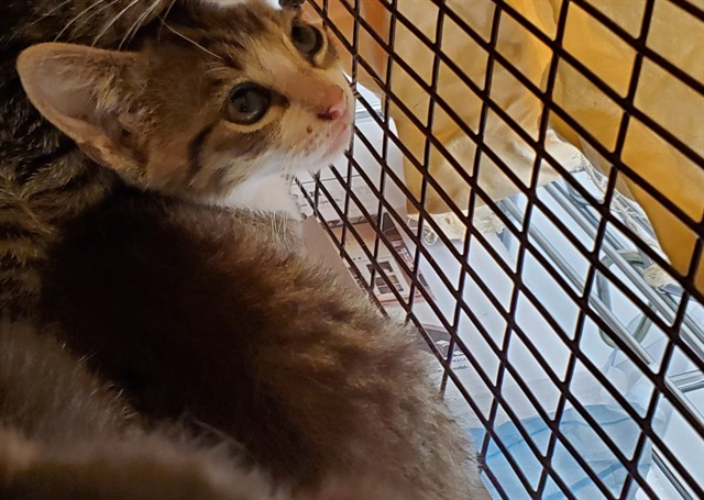 Adoptable Cat
