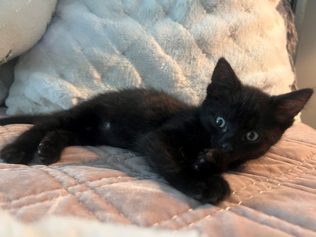 Jet