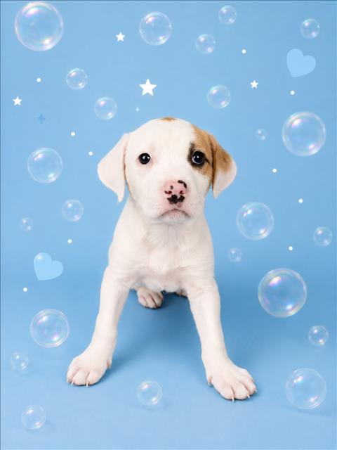 Bubbles