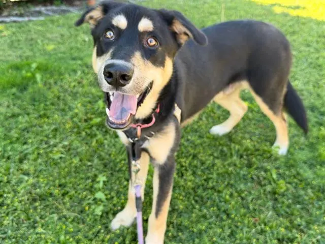 Milo
