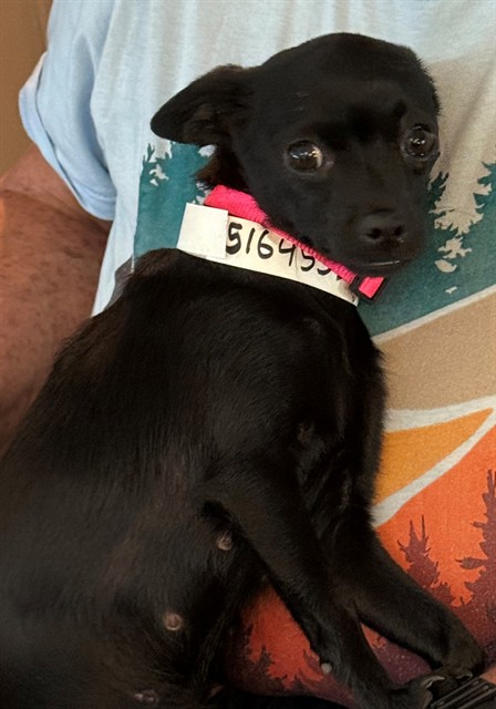 Mia Wallace