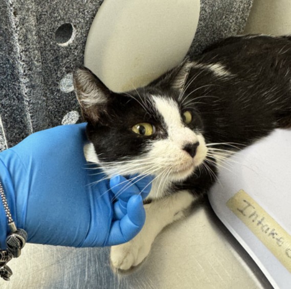 Adoptable Cat