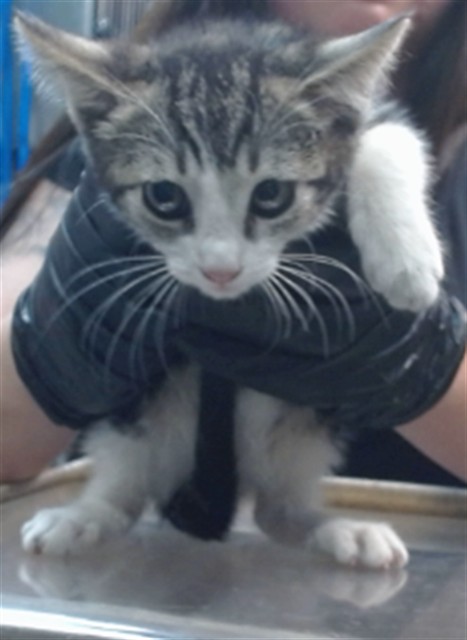 Deebee