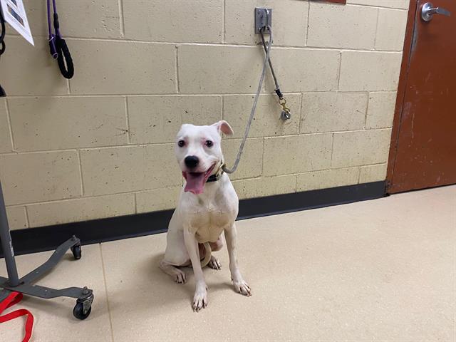 Adoptable Dog