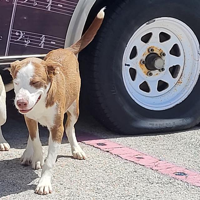 Adoptable Dog