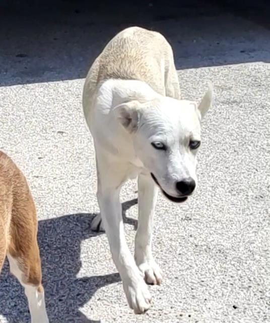 Adoptable Dog