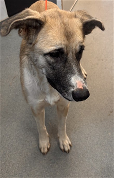 Adoptable Dog