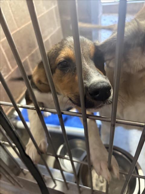 Adoptable Dog