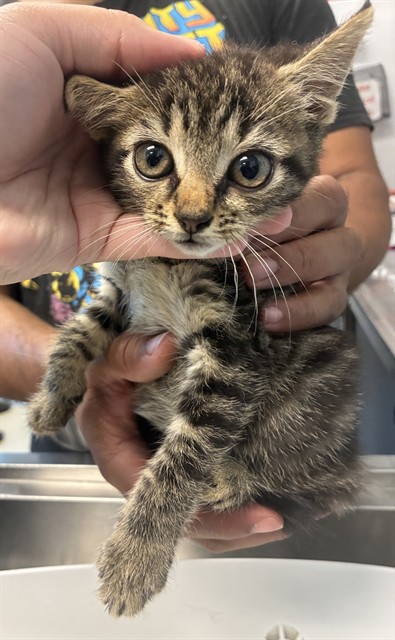 Adoptable Cat