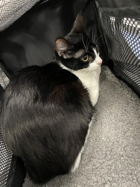 Adoptable Cat