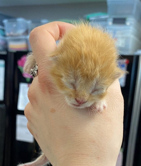 Adoptable Cat