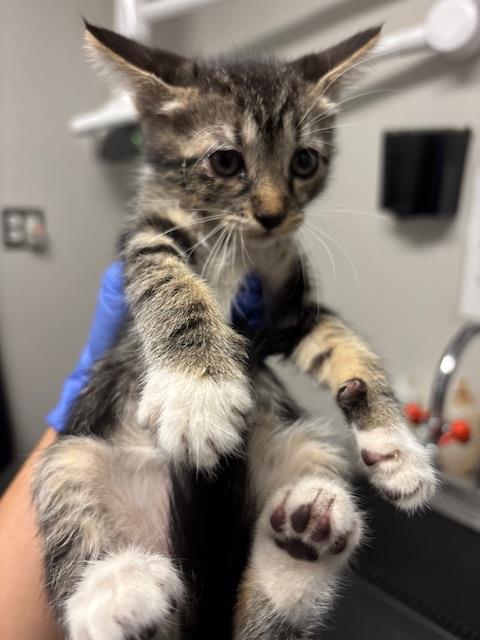 Adoptable Cat