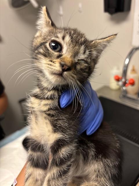 Adoptable Cat