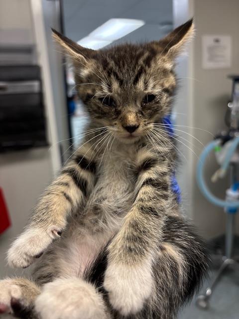 Adoptable Cat