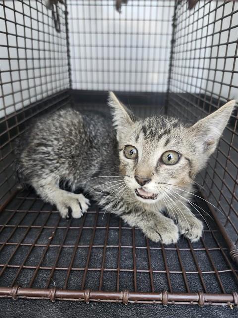 Adoptable Cat