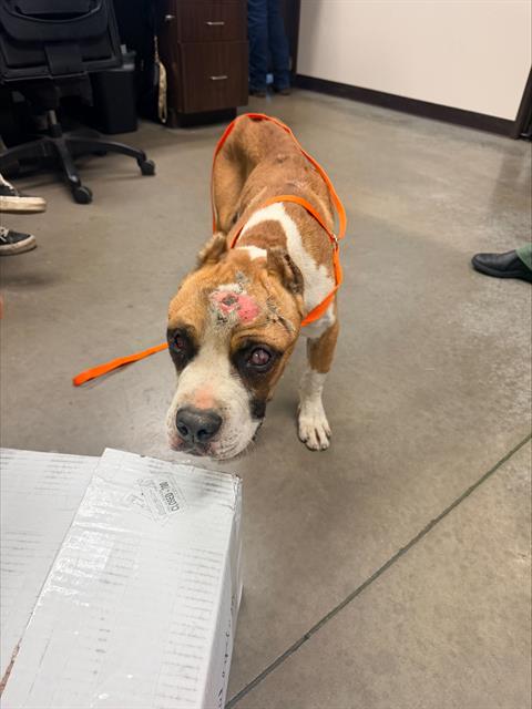Adoptable Dog