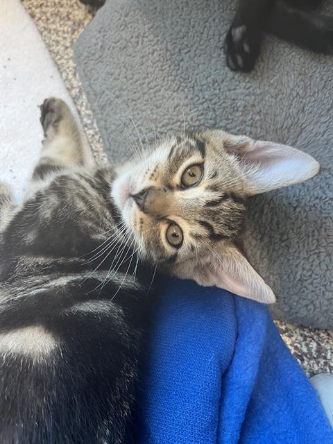 Peanut