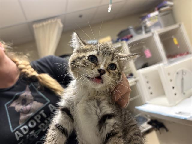 Cat Spice