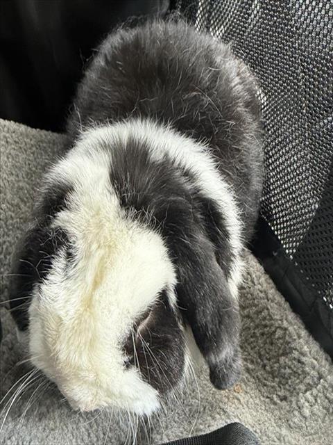 Benji