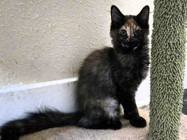 Amber-In Foster