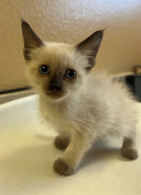 Adoptable Cat