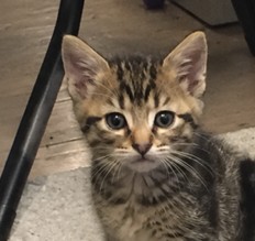 Mocha