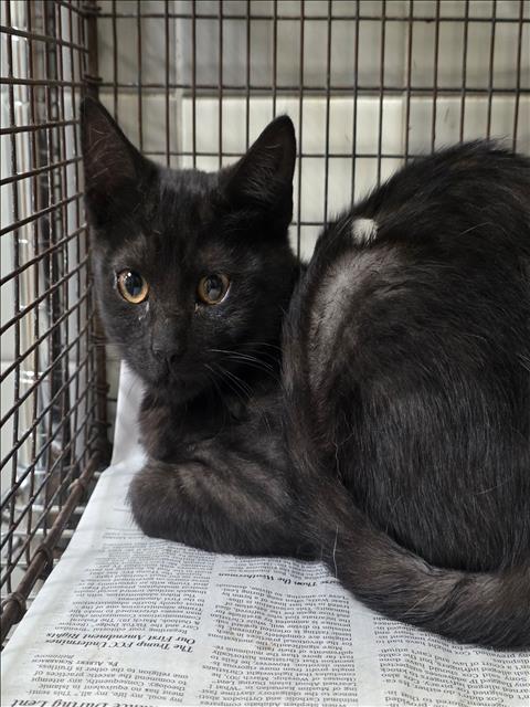 Adoptable Cat