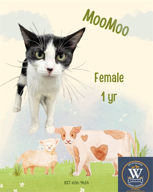 Moomoo