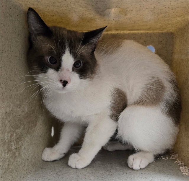 Adoptable Cat