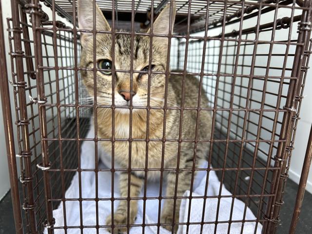 Adoptable Cat