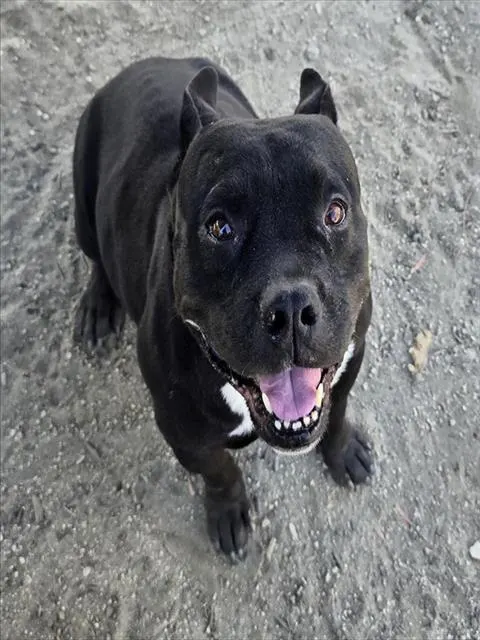 Lili