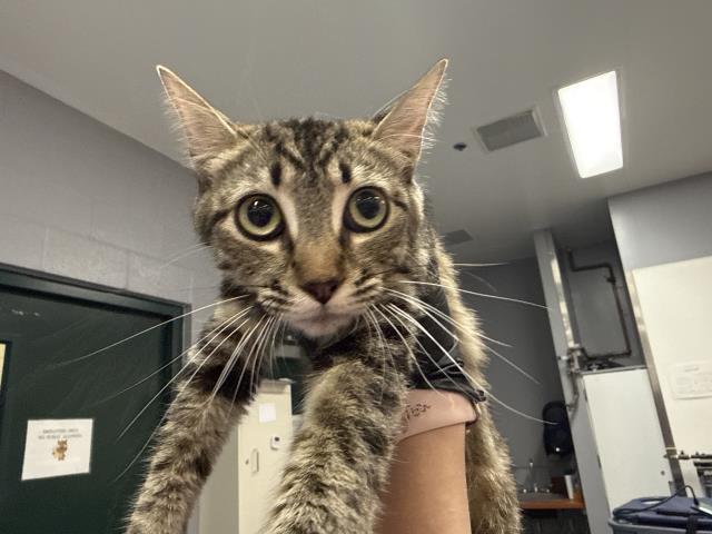 Adoptable Cat