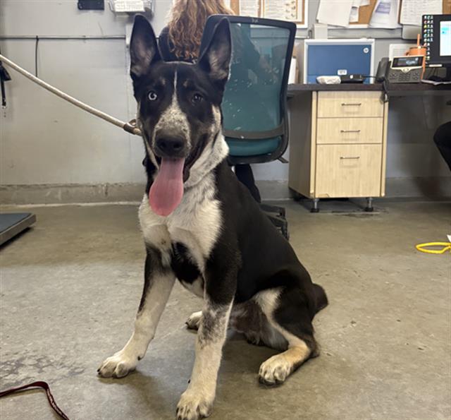 Adoptable Dog