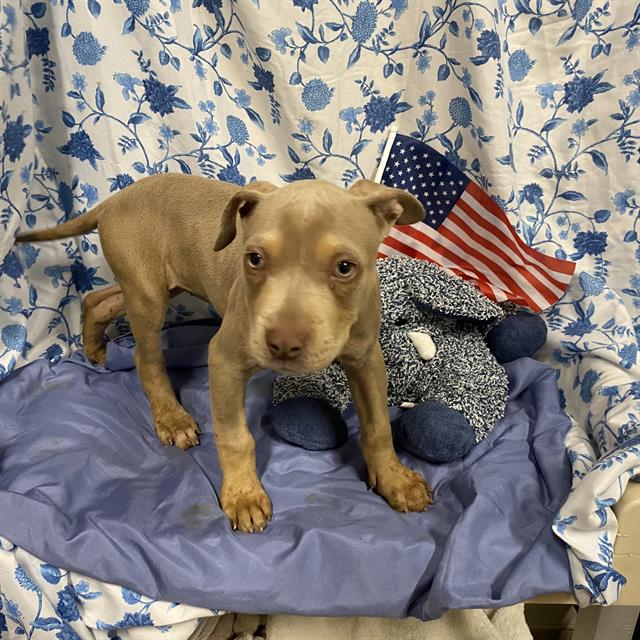 Adoptable Dog