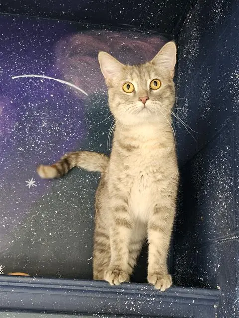 Lilu