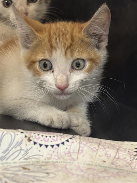 Adoptable Cat