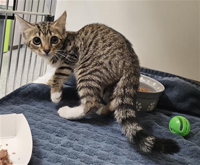 Adoptable Cat
