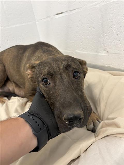 Adoptable Dog