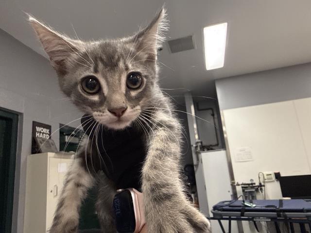 Adoptable Cat