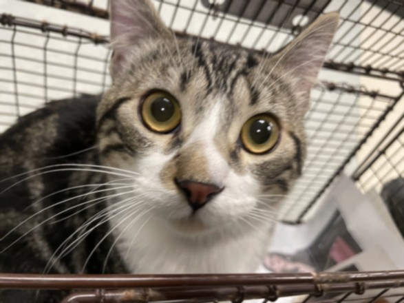 Kiki
