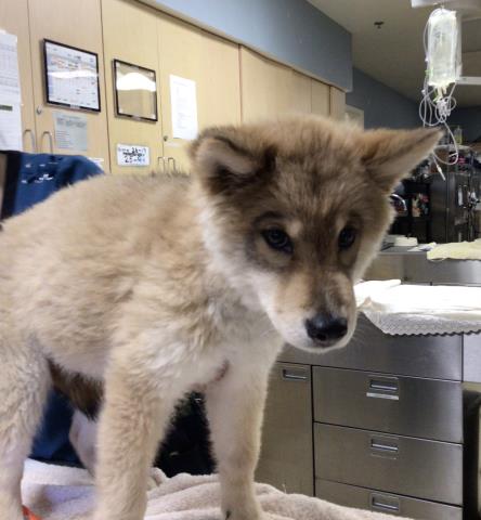 Adoptable Dog
