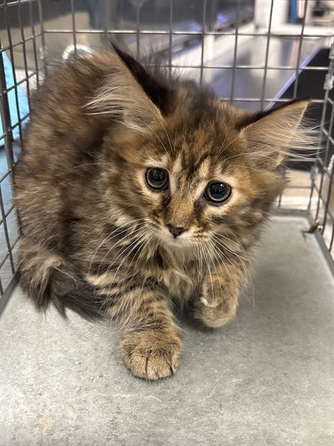 Adoptable Cat