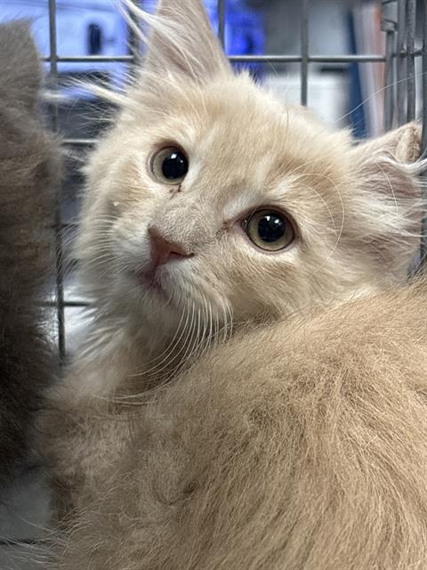 Adoptable Cat