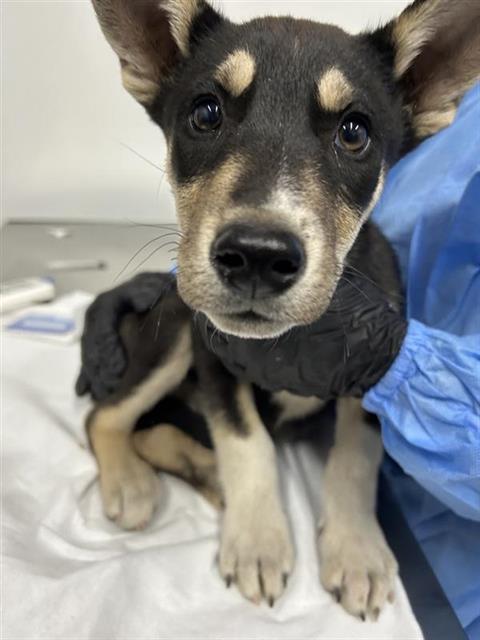Adoptable Dog