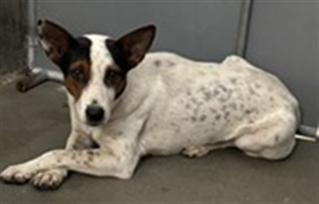 Adoptable Dog