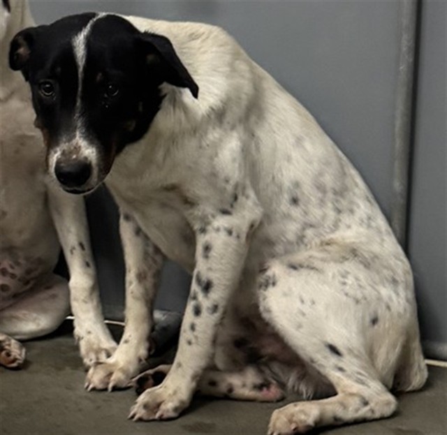 Adoptable Dog
